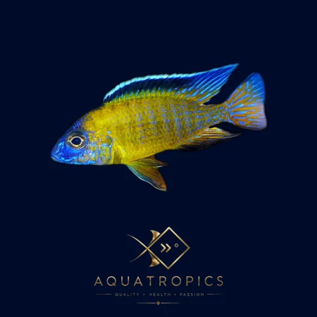 Flavescent Peacock Cichlid (Aulonocara Usisya), colourful Lake Malawi African cichlid