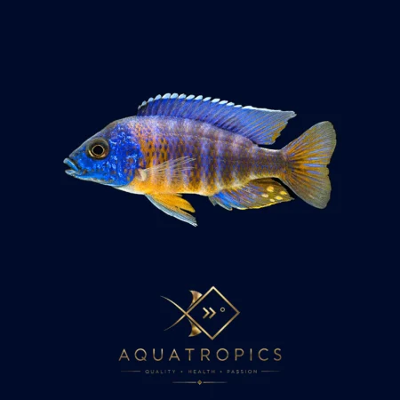 Fort Maguire Peacock Cichlid (Aulonocara Hansbaenschi), colourful Lake Malawi African cichlid