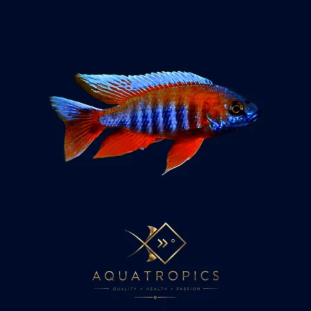 Freiberg'S Peacock Cichlid (Aulonocara Jacobfreibergi), colourful Lake Malawi African cichlid