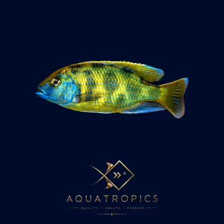 Giraffe Hap Cichlid (Nimbochromis venustus), colourful Lake Malawi African cichlid