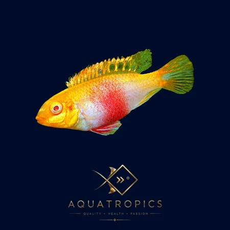 Gold Albino Rainbow Kribensis (Pelvicachromis pulcher “Gold Albino”), colourful African dwarf cichlid