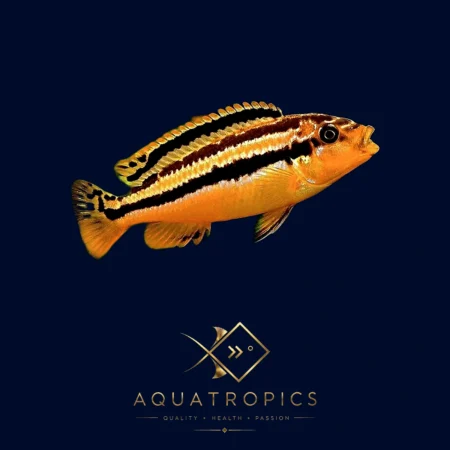 Golden Mbuna Cichlid (Melanochromis auratus), colourful Lake Malawi African cichlid