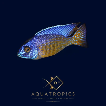 Grant's Flavescent Peacock Cichlid (Aulonocara stuartgranti), colourful Lake Malawi African cichlid