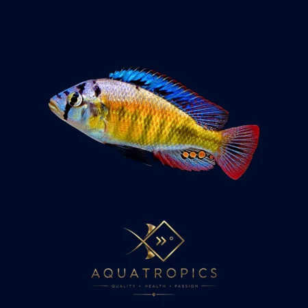 Haplochromis sp. CH44 Cichlid, colourful cichlid from the Aquatropics Lake Malawi collection