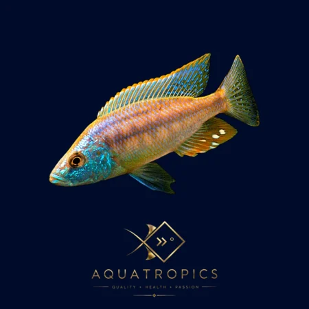 Haplochromis Sunset Cichlid (Dimidiochromis Strigatus), colourful Lake Malawi African cichlid