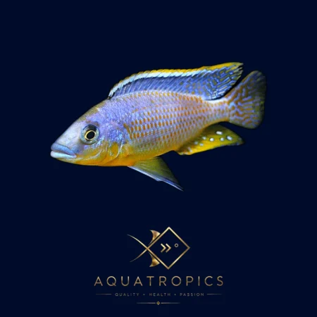Hertae Cichlid (Protomelas sp. 'Hertae'), colourful Lake Malawi African cichlid