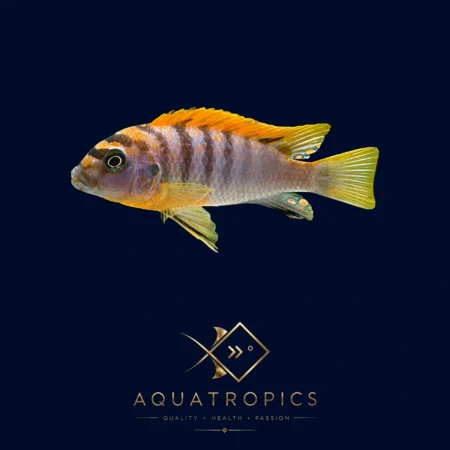 Hongi Cichlid (Labidochromis sp. hongi 'Kimpuma'), colourful Lake Malawi African cichlid
