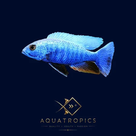 Iceberg Electric Blue Cichlid (Sciaenochromis Fryeri 'Iceberg'), colourful Lake Malawi African cichlid