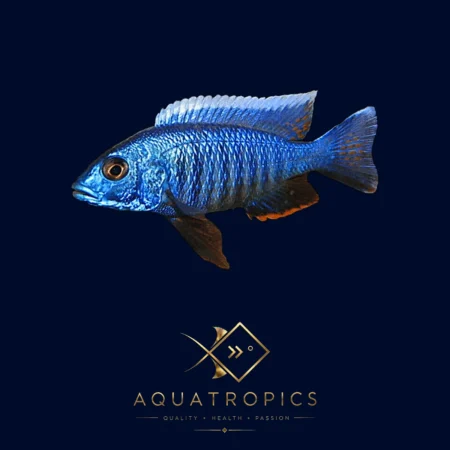 Jackson's Nkata Ahli Cichlid (Sciaenochromis ahli), colourful Lake Malawi African cichlid