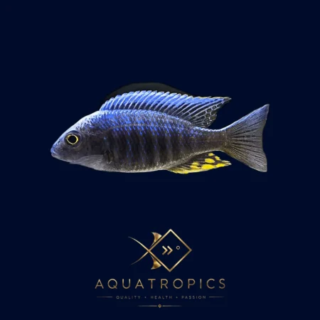 Kande Island Peacock Cichlid (Aulonocara Maylandi Kandeensis), colourful Lake Malawi African cichlid