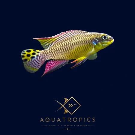 Kienke Kribensis (Pelvicachromis kribensis), colourful African dwarf cichlid