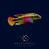 Kribensis Dwarf Rainbow Cichlid (Pelvicachromis pulcher), colourful African dwarf cichlid