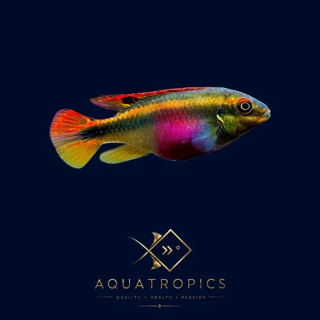 Kribensis Dwarf Rainbow Cichlid (Pelvicachromis pulcher), colourful African dwarf cichlid