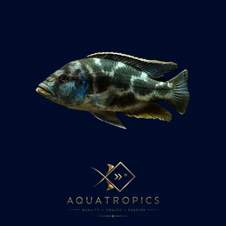 Livingston’s Hap Cichlid (Nimbochromis livingstonii), colourful Lake Malawi African cichlid
