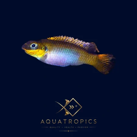 Lobe Kribensis (Pelvicachromis taeniatus “Lobe”), colourful African dwarf cichlid