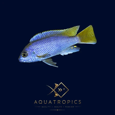 Luwala Yellow-Tail Acei Cichlid (Pseudotropheus acei 'Luwala'), colourful Lake Malawi African cichlid
