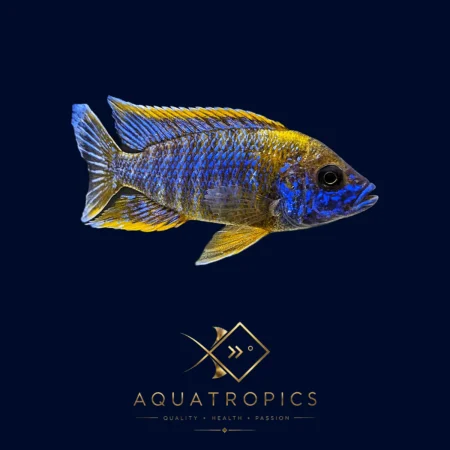 Lwanda Peacock Cichlid (Aulonocara sp. 'Lwanda'), colourful Lake Malawi African cichlid