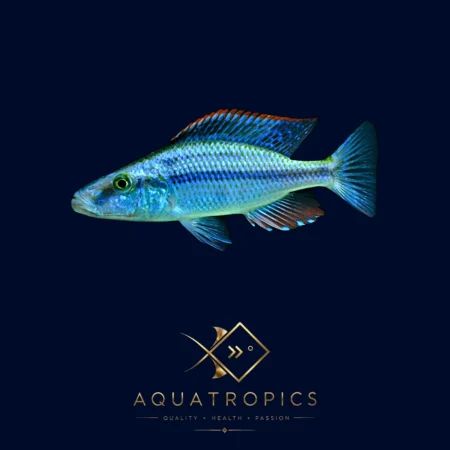 Malawi Eye-Biter Cichlid (Dimidiochromis compressiceps), colourful Lake Malawi African cichlid