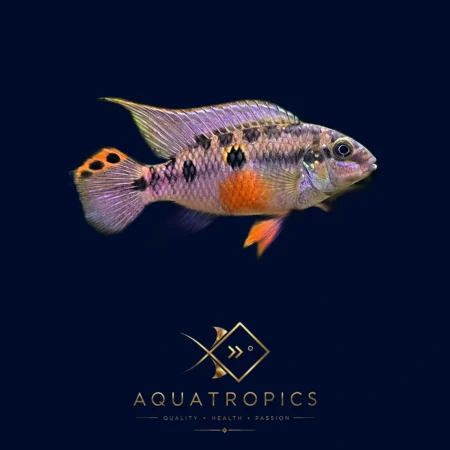Matadi Violet Ocellated Kribensis (Pelvicachromis subocellatus), colourful African dwarf cichlid