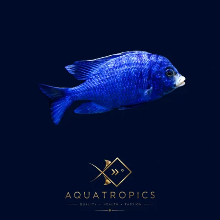Mdoka White Lips Malawi Cichlid (Placidochromis phenochilus), colourful Lake Malawi African cichlid