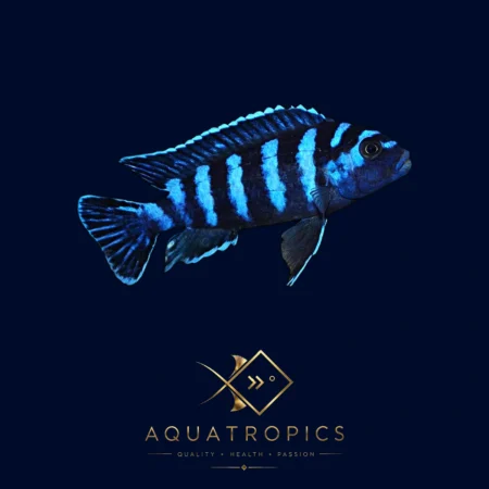 Midnight Demasoni Cichlid (Pseudotropheus Demasoni), colourful Lake Malawi African cichlid