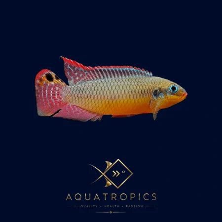 Moliwe Kribensis (Pelvicachromis kribensis “Moliwe”), colourful African dwarf cichlid