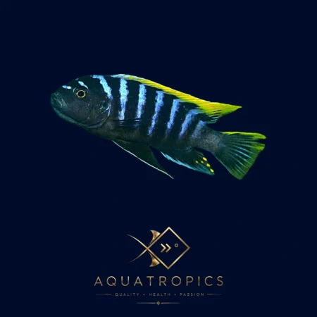 Mpangha Rock Dogtooth Cichlid (Cynotilapia Afra 'Mbamba'), colourful Lake Malawi African cichlid