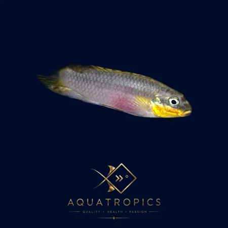Nange Kribensis (Pelvicachromis taeniatus “Nange”), colourful African dwarf cichlid