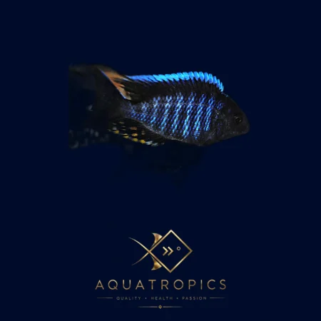 New Blue Orchid Peacock Cichlid (Aulonocara 'New Blue Orchid'), colourful Lake Malawi African cichlid