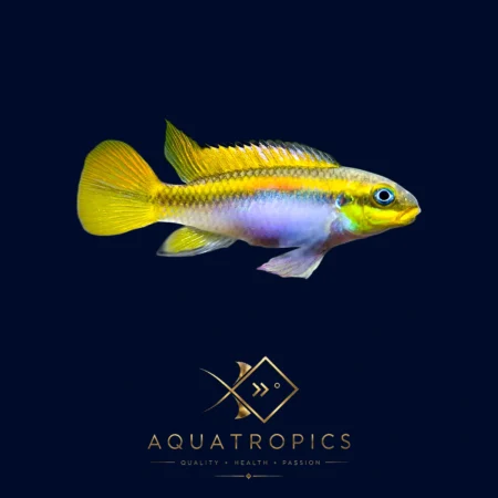 Nigerian Green Kribensis (Pelvicachromis taeniatus), colourful African dwarf cichlid