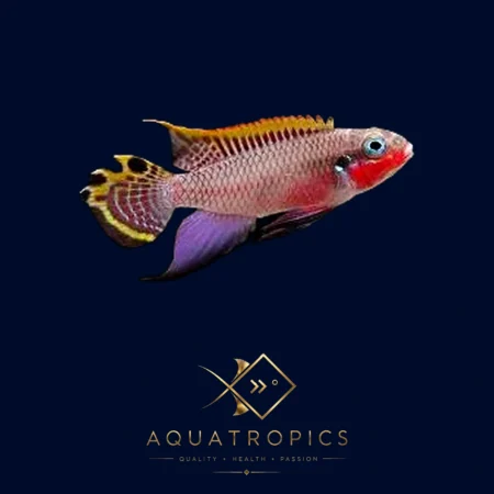 Nigerian Red Kribensis (Pelvicachromis taeniatus), colourful African dwarf cichlid