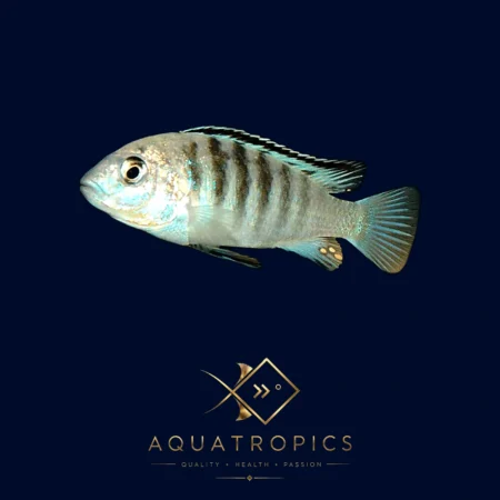 Nkali Cichlid (Labidochromis sp. 'Nkali'), colourful Lake Malawi African cichlid