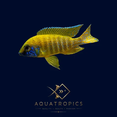 Nkhomo-Benga Peacock Cichlid (Aulonocara baenschi), colourful Lake Malawi African cichlid