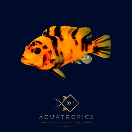 OB Red Zebra Mbuna Cichlid (Maylandia zebra), colourful Lake Malawi African cichlid