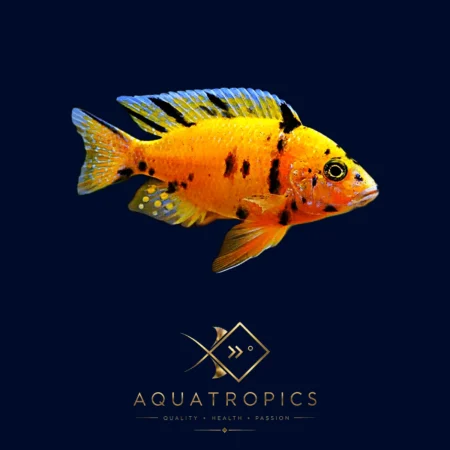 Orange Blanche Peacock Cichlid (Aulonocara sp. 'Orange Blanche'), colourful Lake Malawi African cichlid
