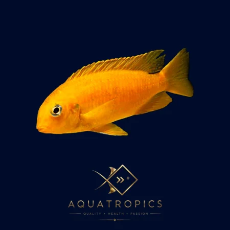 Orange Chilumba Cichlid (Tropheops tropheops), colourful Lake Malawi African cichlid