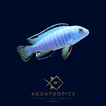 Powder Blue Cichlid (Chindongo socolofi), colourful Lake Malawi African cichlid
