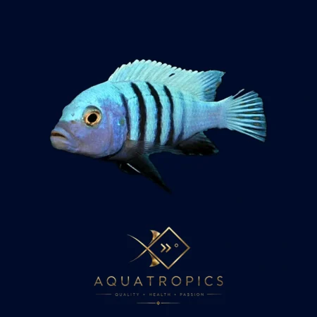 Pulpican Metriaclima Cichlid (Maylandia Pulpican), colourful Lake Malawi African cichlid