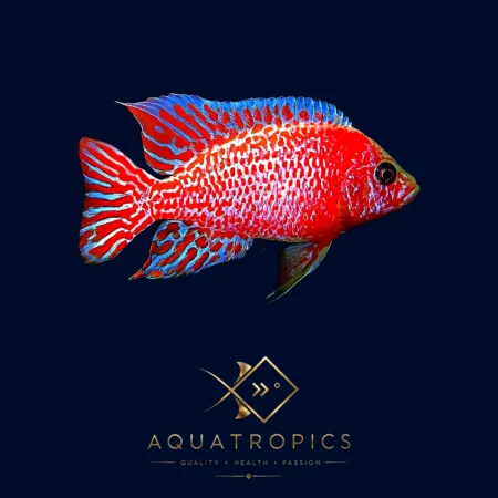 Red Dragon Peacock Cichlid (Aulonocara Sp.), colourful Lake Malawi African cichlid