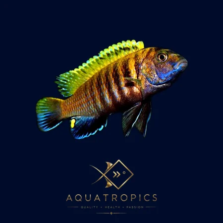 Red Fin Cichlid (Pseudotropheus Tropheops), colourful Lake Malawi African cichlid