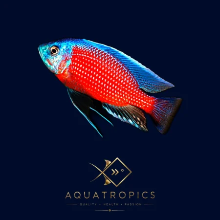 Red Fin Kadango Cichlid (Copadichromis Borleyi 'Red Fin'), colourful Lake Malawi African cichlid