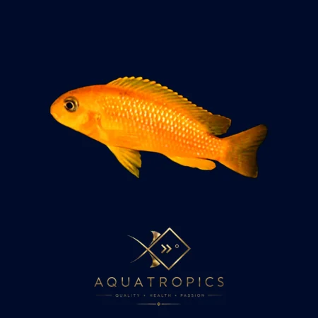 Red Johanni Cichlid (Pseudotropheus johannii 'Red'), colourful Lake Malawi African cichlid