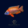 Red Peacock Cichlid (Aulonocara Sp. Red), colourful Lake Malawi African cichlid