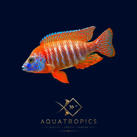 Red Peacock Cichlid (Aulonocara Sp. Red), colourful Lake Malawi African cichlid