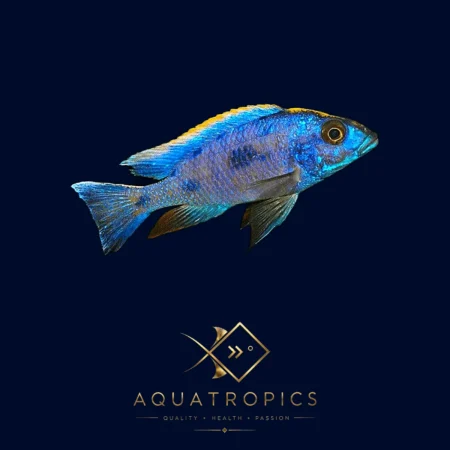 Red Top Aristochromis Cichlid (Otopharynx lithobates), colourful Lake Malawi African cichlid