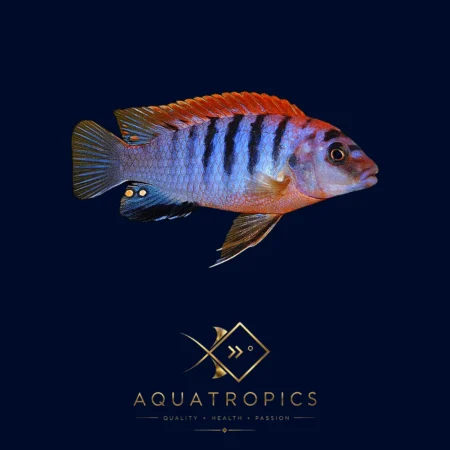Red Top Hongi Cichlid (Labidochromis Hongi 'Red Top'), colourful Lake Malawi African cichlid