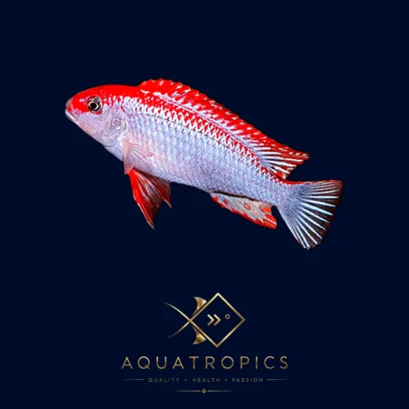 Red Top Ndumbi Cichlid (Pseudotropheus Perspicax 'Red Top Ndumbi'), colourful Lake Malawi African cichlid