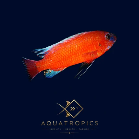 Red Trewavas' Cichlid (Labeotropheus Trewavasae 'Red'), colourful Lake Malawi African cichlid