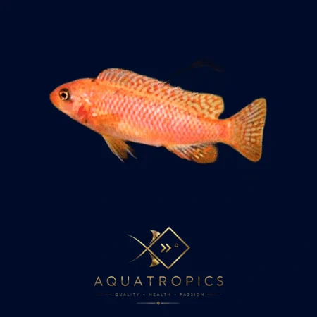 Rosy Trewavas' Cichlid (Labeotropheus Trewavasae 'Rosy'), colourful Lake Malawi African cichlid
