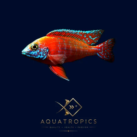 Rubin Red Peacock Cichlid (Aulonocara 'Roter Kaiser'), colourful Lake Malawi African cichlid